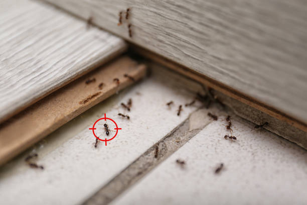 Best Ant Control Services  in Westville, OK