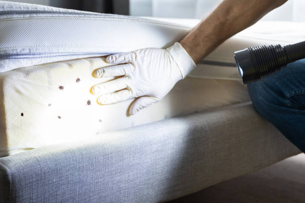Best Best Pest Control Companies  in Westville, OK