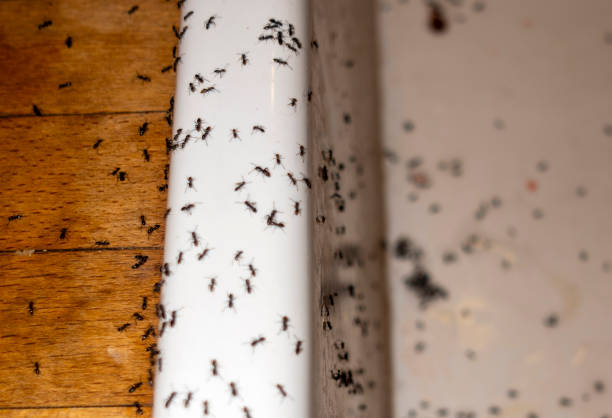 Best Mosquito Control Services  in Westville, OK