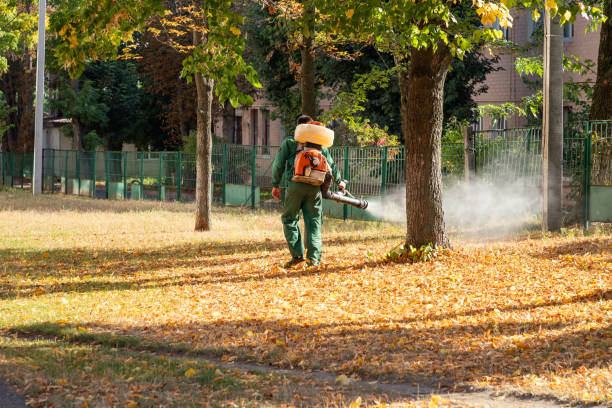Best Termite Control Services  in Westville, OK