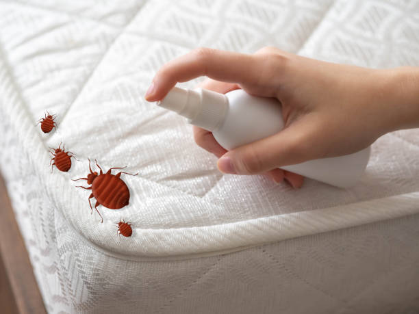 Wasp Removal Services in Westville, OK