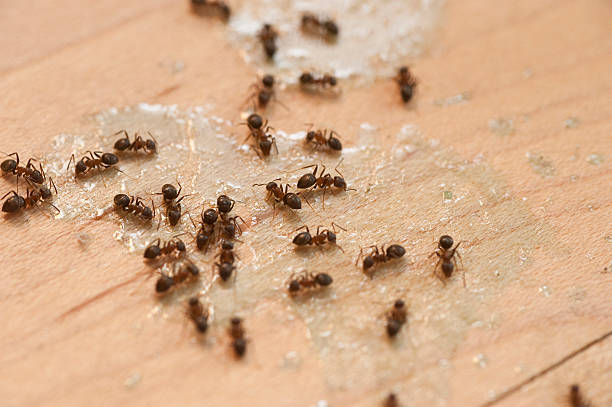 Best Pest Control Near Me  in Westville, OK