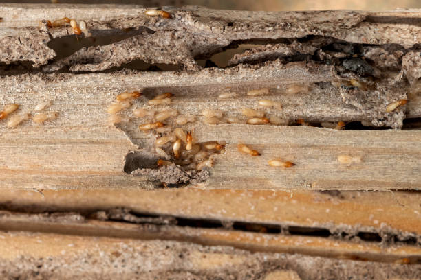 Westville, OK Pest Control Company